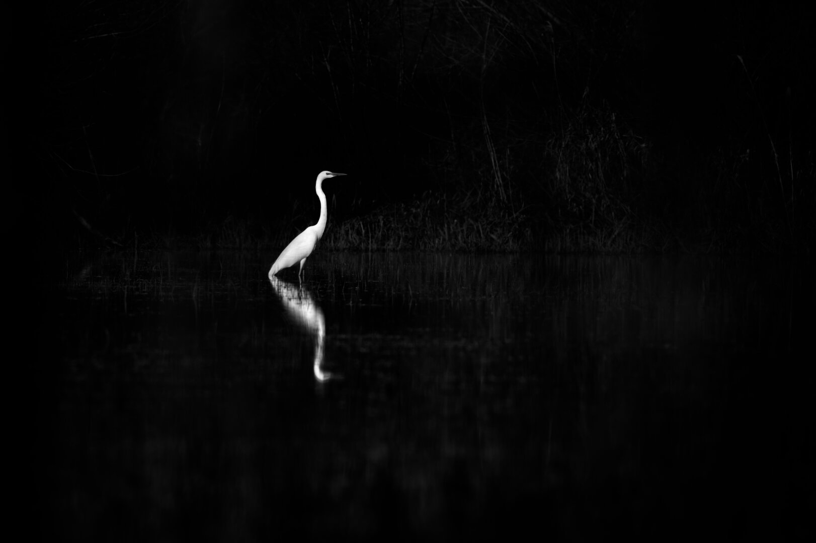 Black and white image of a white bird (great egret), with its reflection on water, on a black background.