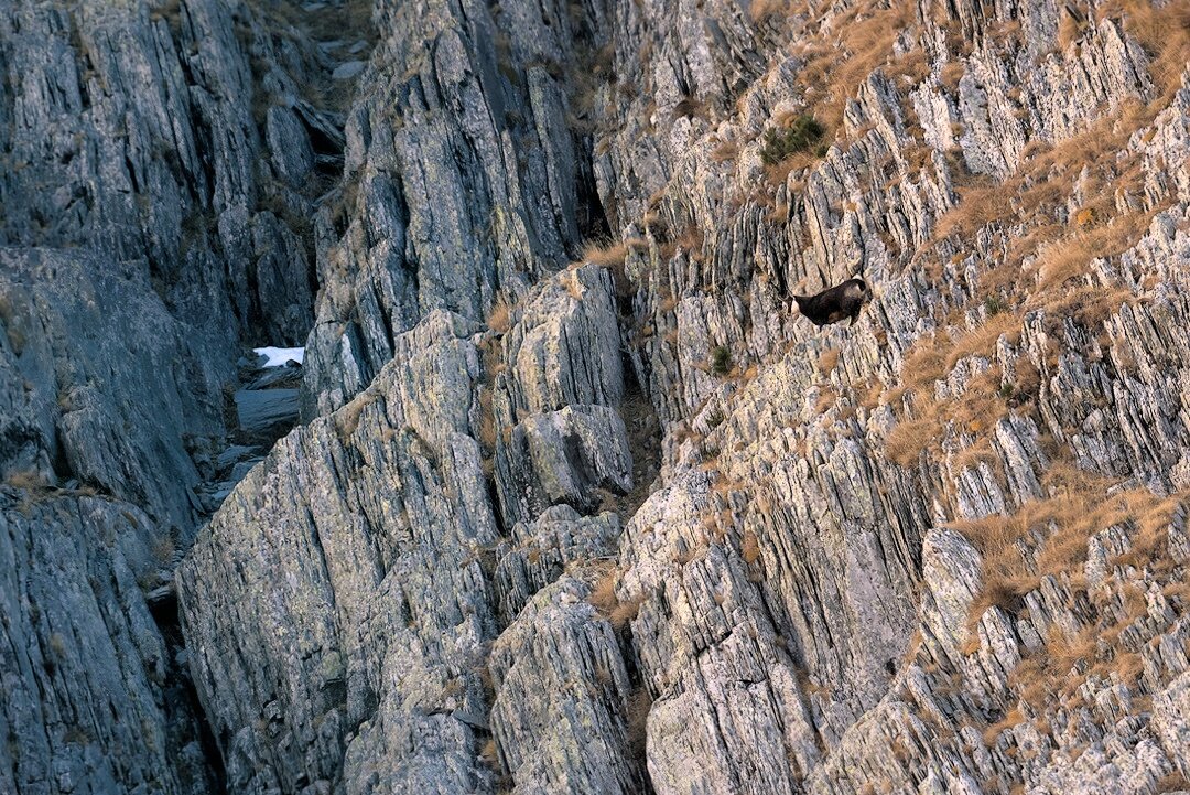 Photos of a chamois located on a cliff at sunset.