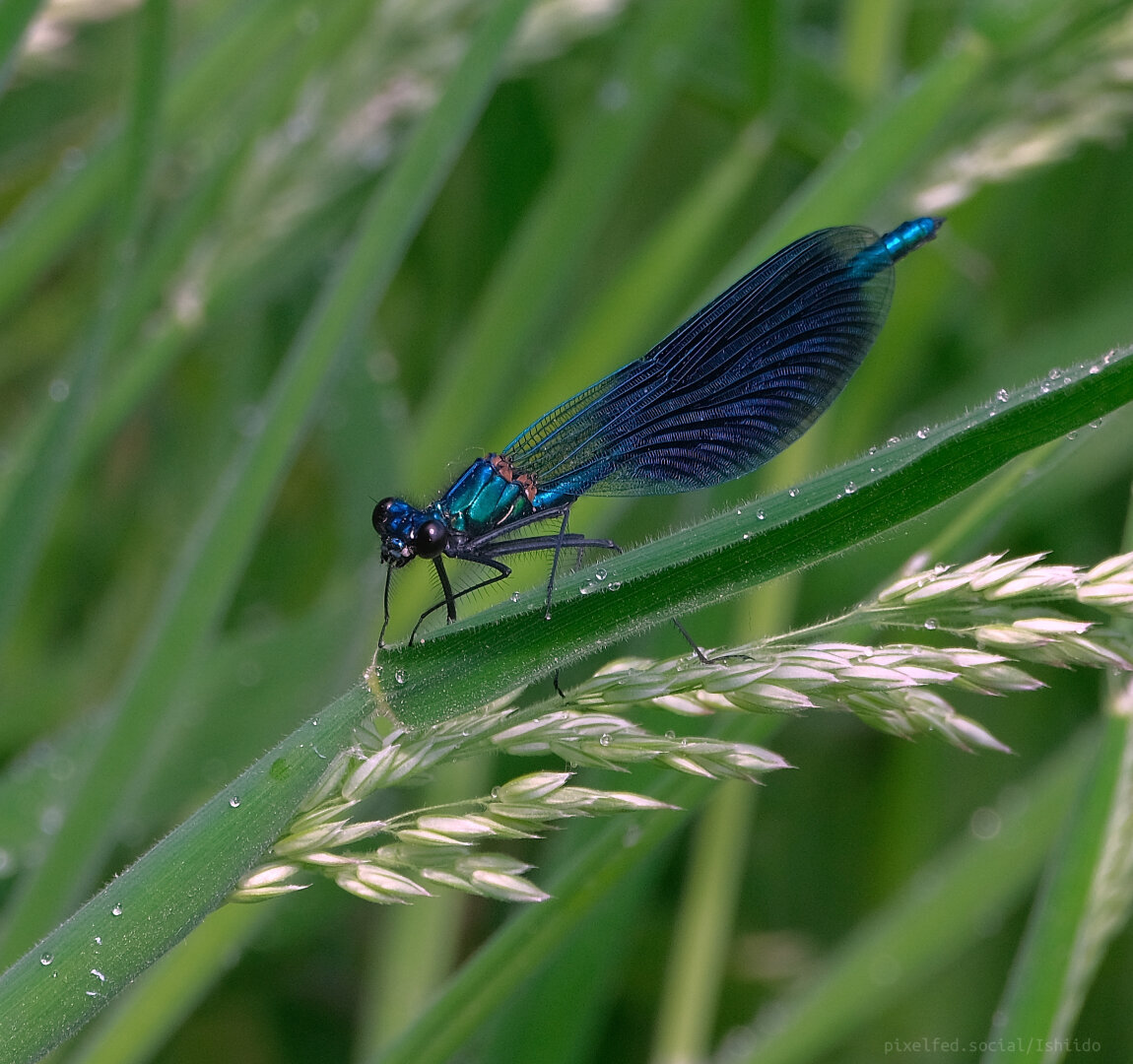 Eine dunkelblaue Liebelle sitzt auf nassem Schilf in der Sonne.