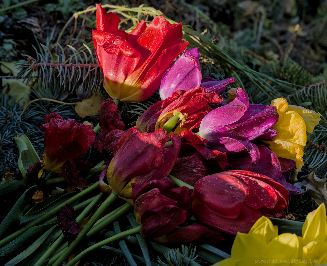 Ein abgeblühter Strauß Tulpen liegt im Kompostcontainer, nur die Blüten sind von der Sonne beschienen.