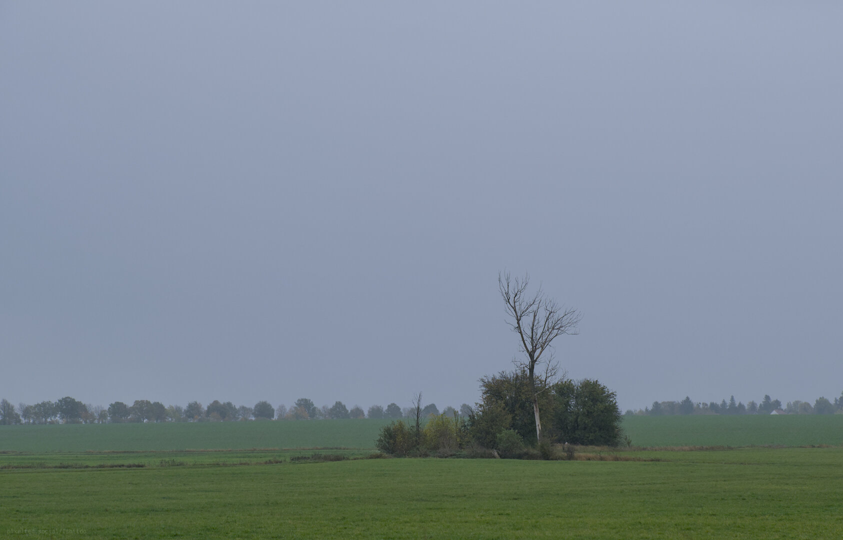 A lone dead tree under grey november sky.