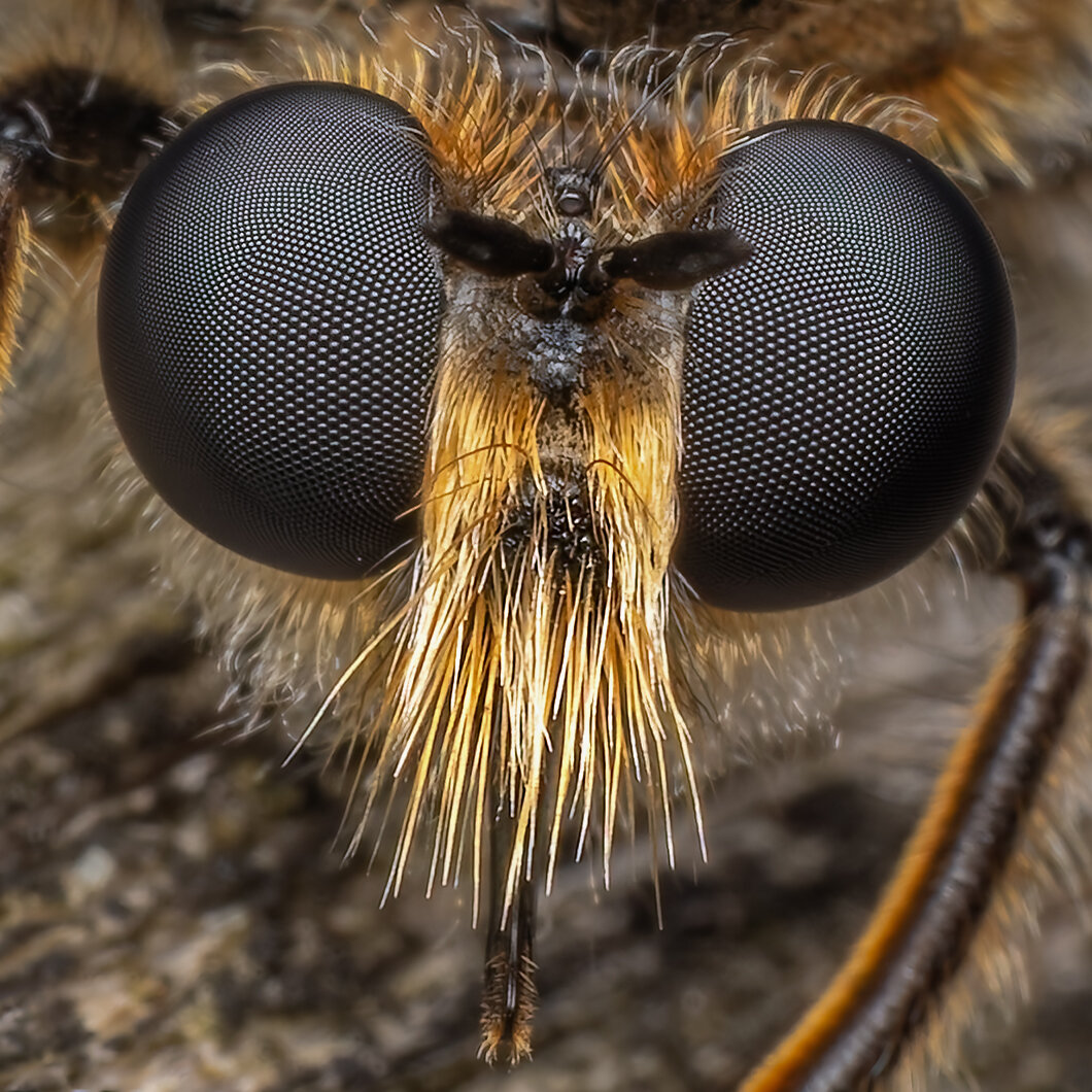 macro close up of the compound eyes of a robbrfly