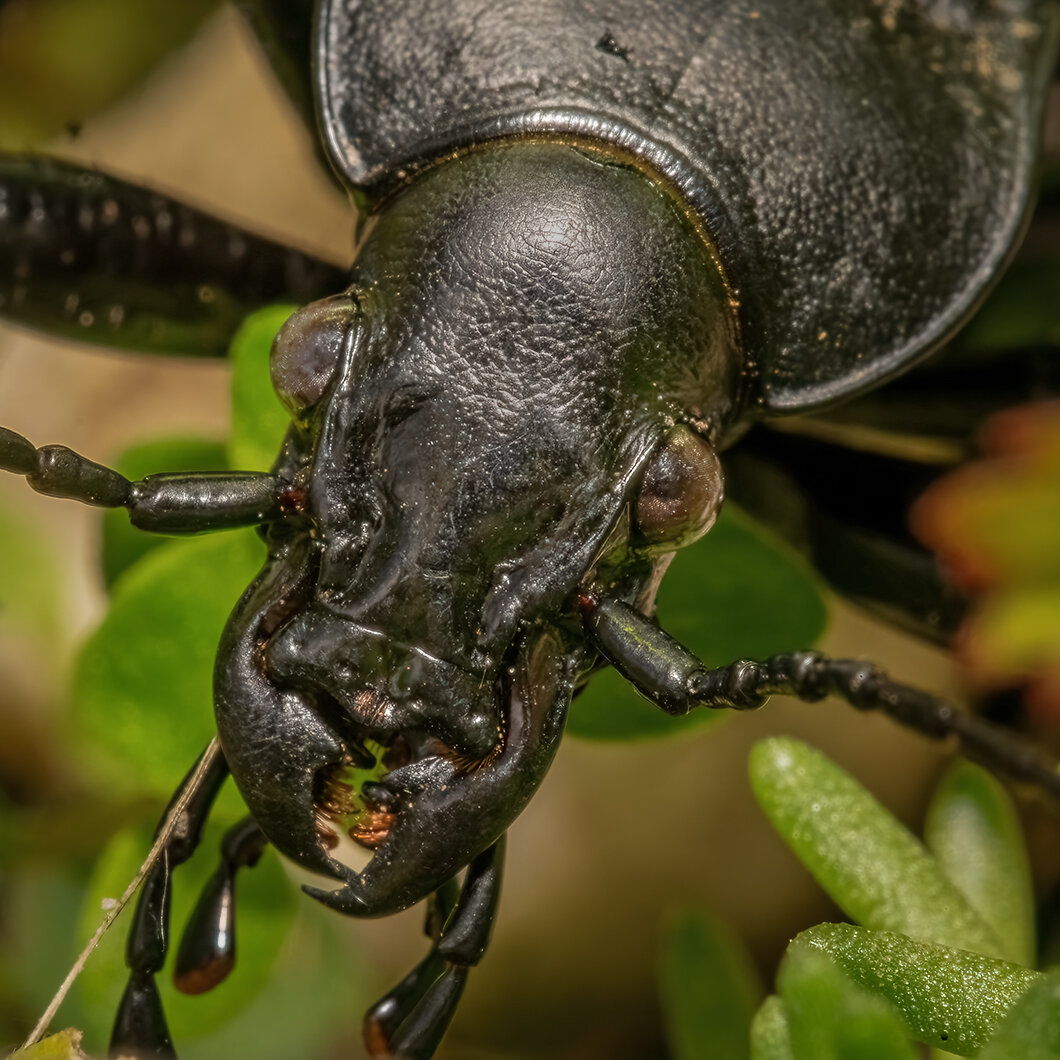 leather beetle macro close up of the head