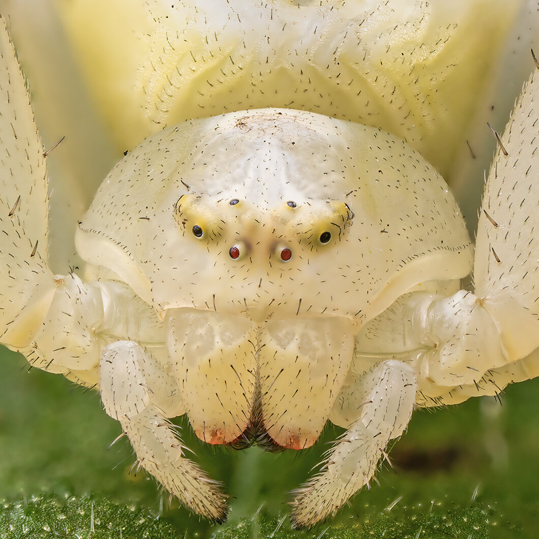 Very close macro portrait of the face of a flower crab spider