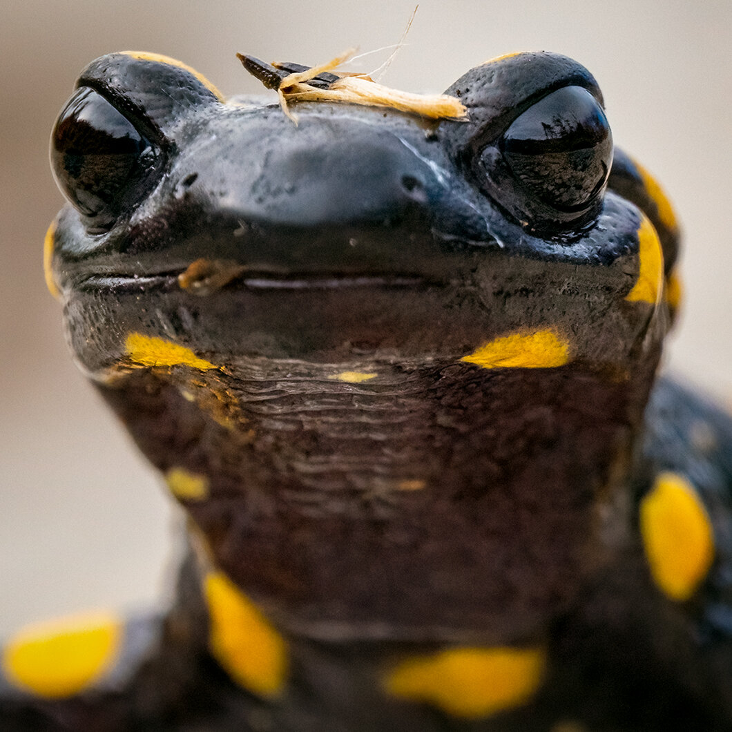 makro close up of a fire salamander with the reflection of the forrest in his big black eyes
