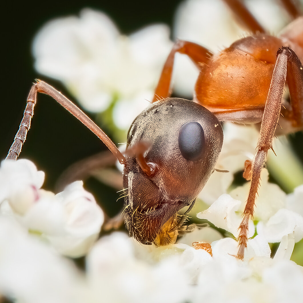 Brown Tree Ant on a white blossom searching for food