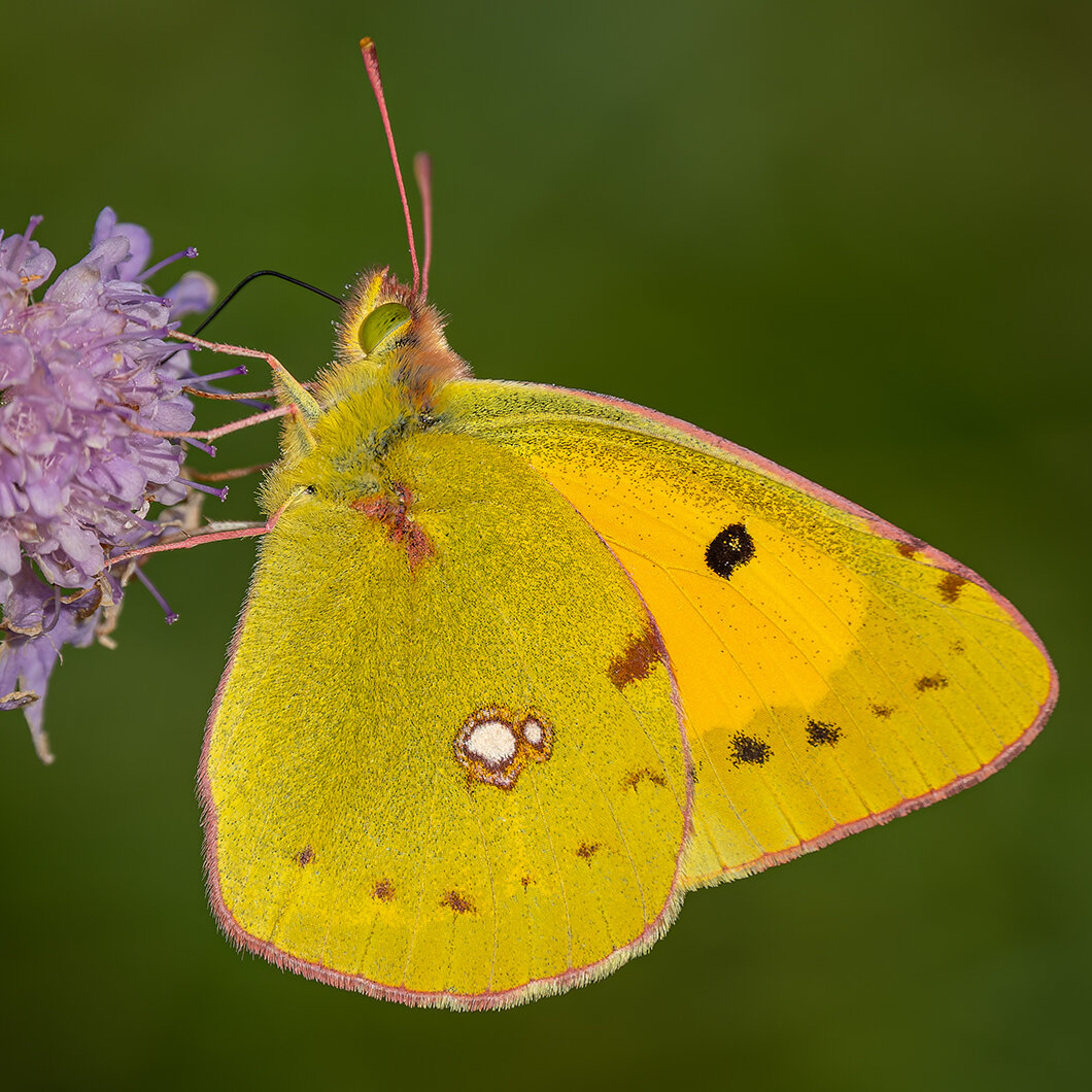Pale Clouded Yellow butterfly sucks on a purple colored blossom