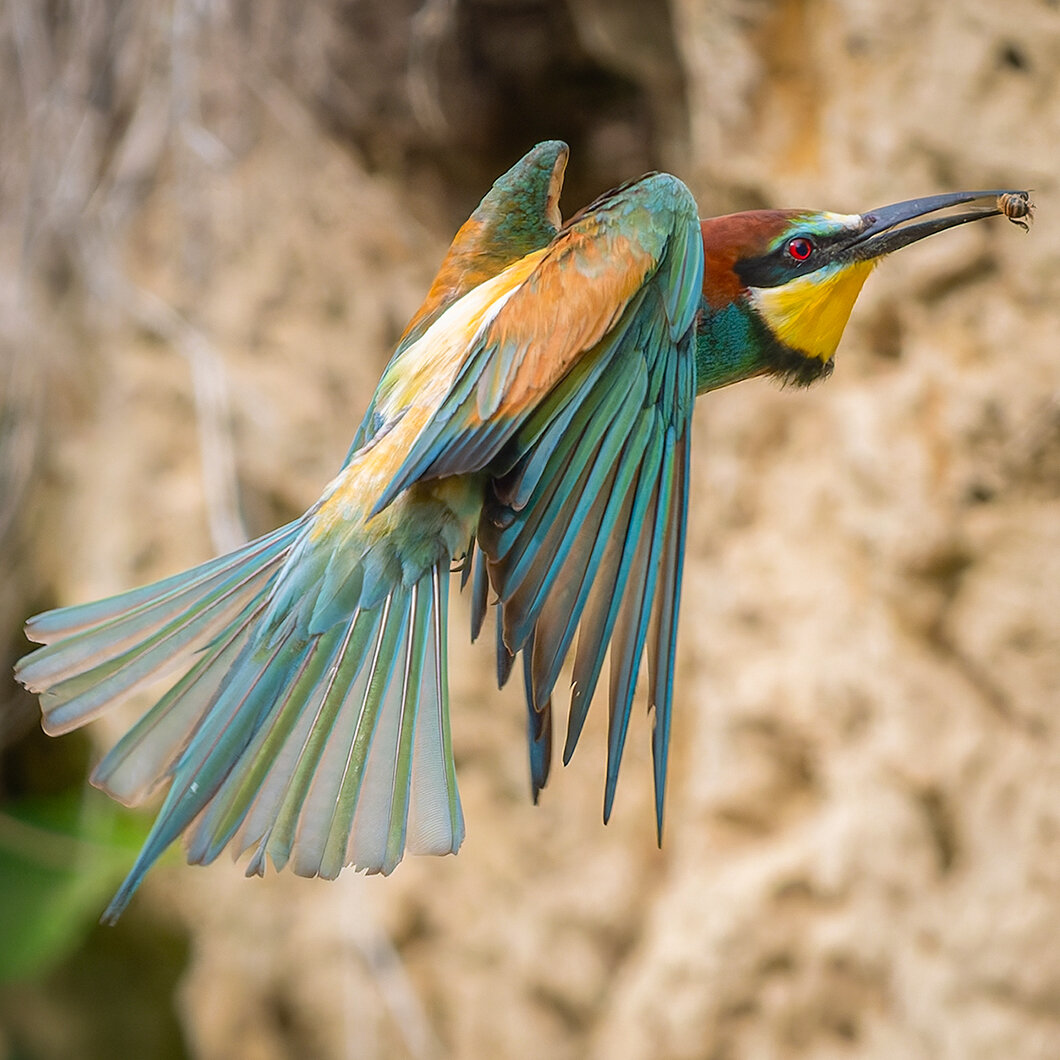 beeeater in flight with a bee in it's beak