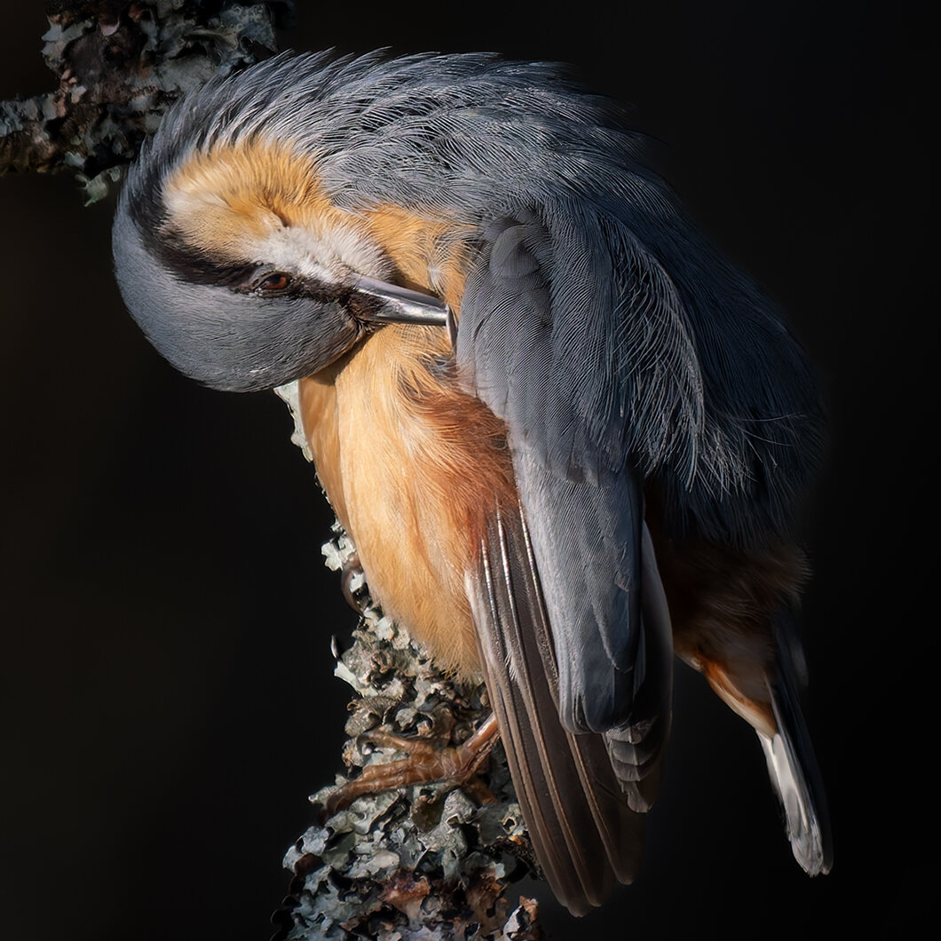 nuthatch cleaning his feathers