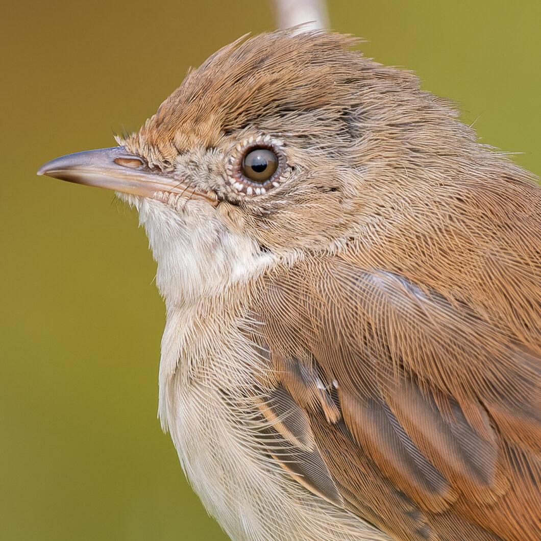 close up of a young whitethroads head
