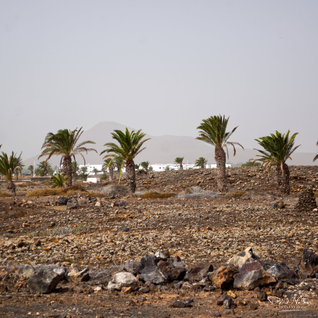 Volcanic landscape and Canadian palms at Costa Teguise