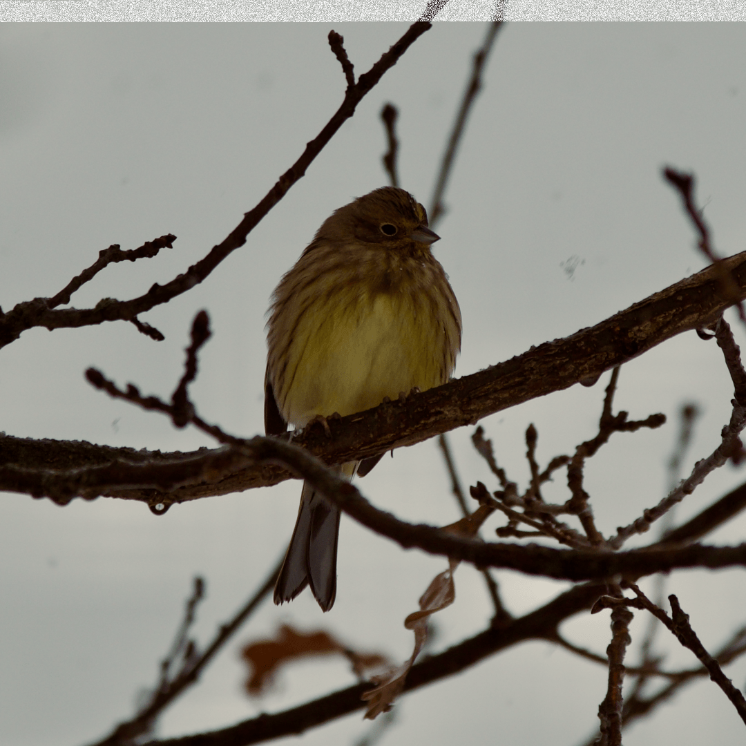 A yellowhammer
