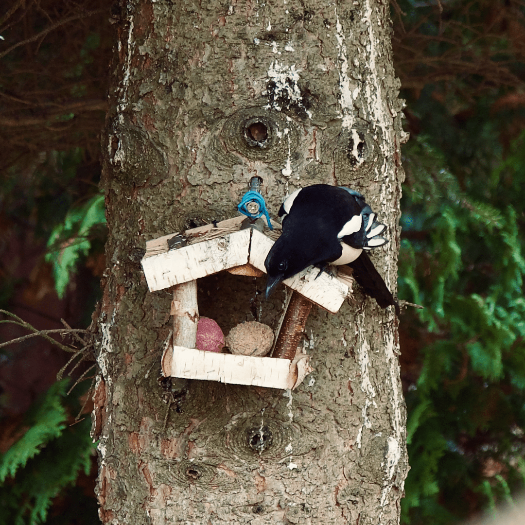 A magpie checking out bird food on a little bird house