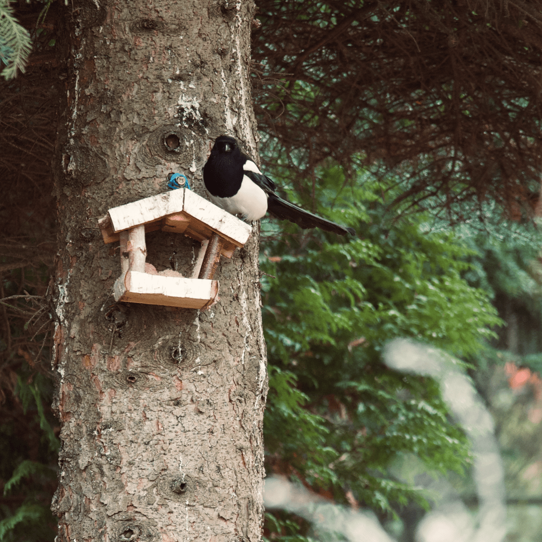 A magpie on a little bird house