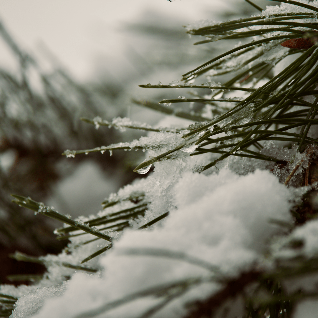Melting snow on a fern