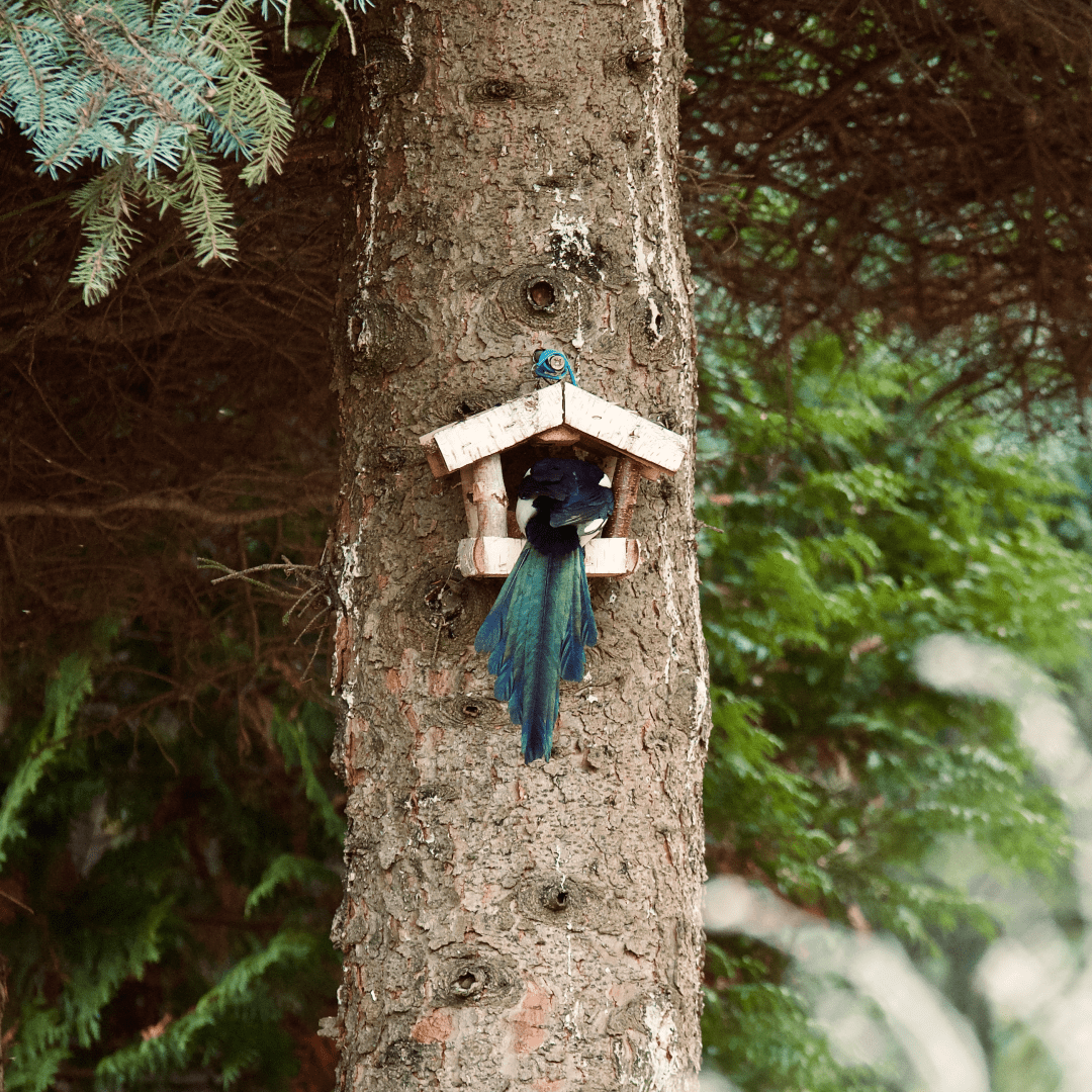 A magpie ravaging the bird house