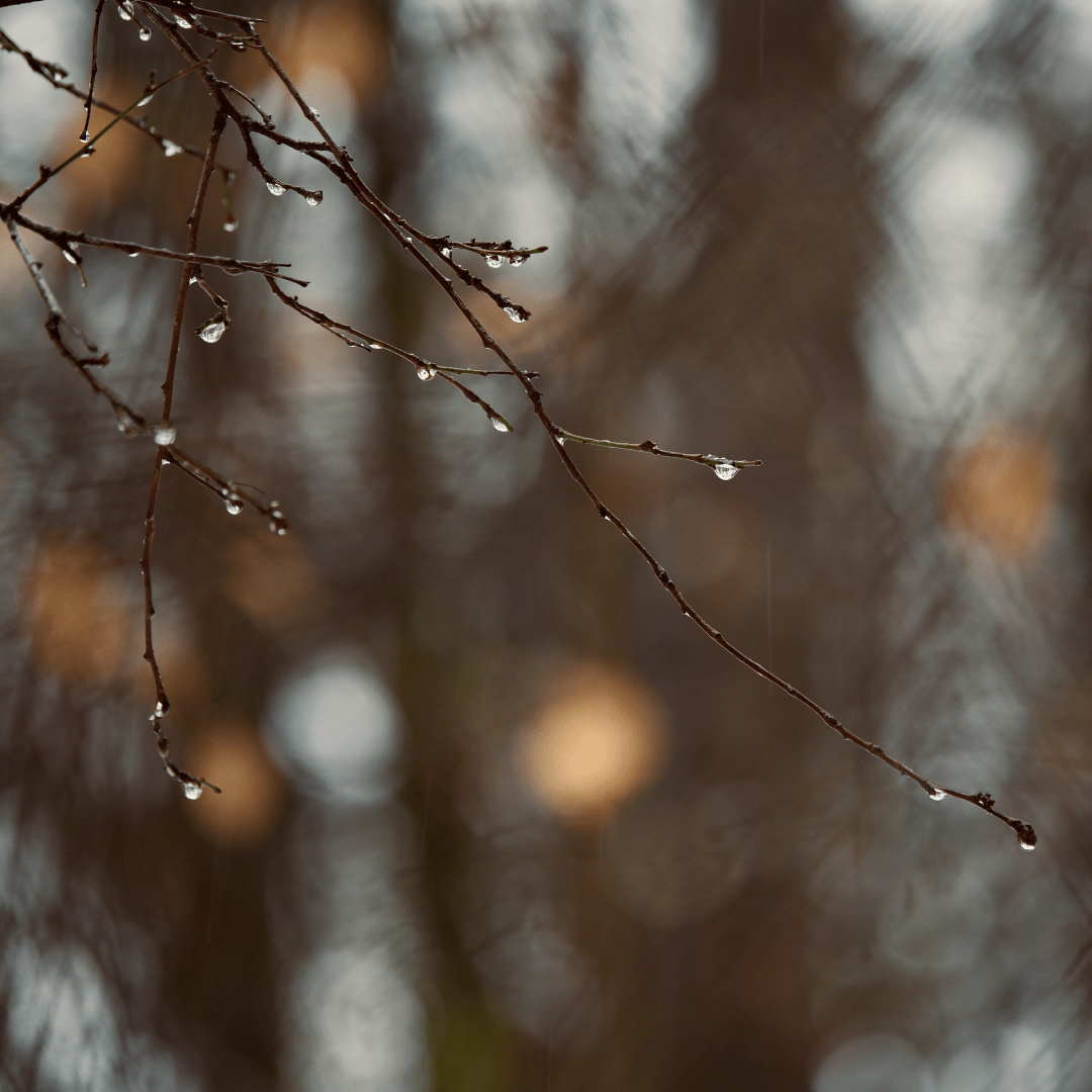 Snow just about melted on this willow branch