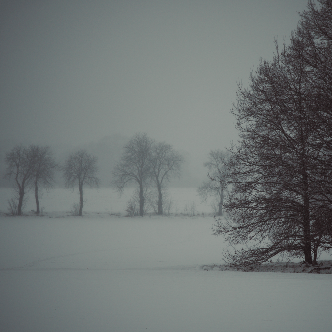 A gloomy wintery landscape with some trees in the front and less visible tress in the background