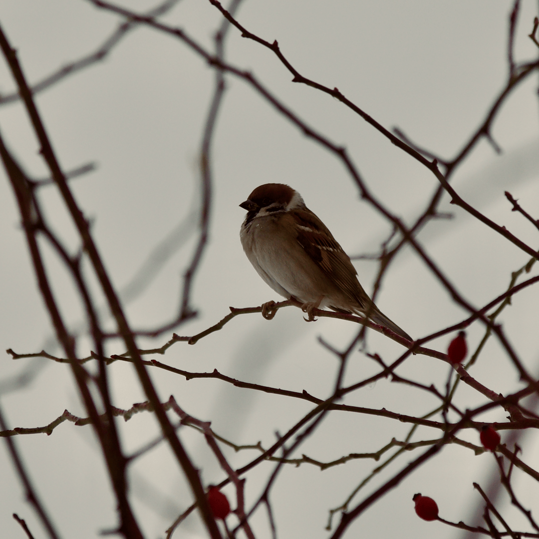 A sparrow