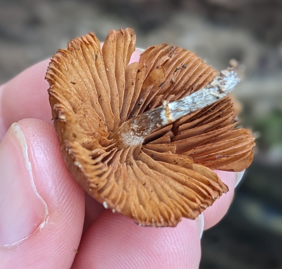 A closeup of an older specimen, being held gills-up to show a clear view of the stem and ring.
