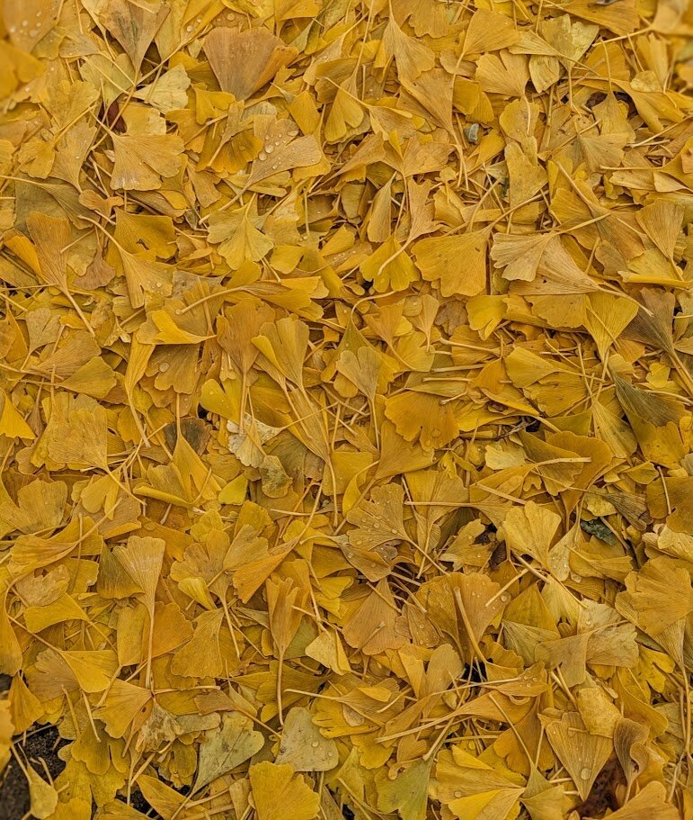 A close-in photo shows a carpet of golden fan-shaped gingko leaves, coating the grass so thickly that it cannot be seen. Water droplets perch on the leaves here and there.