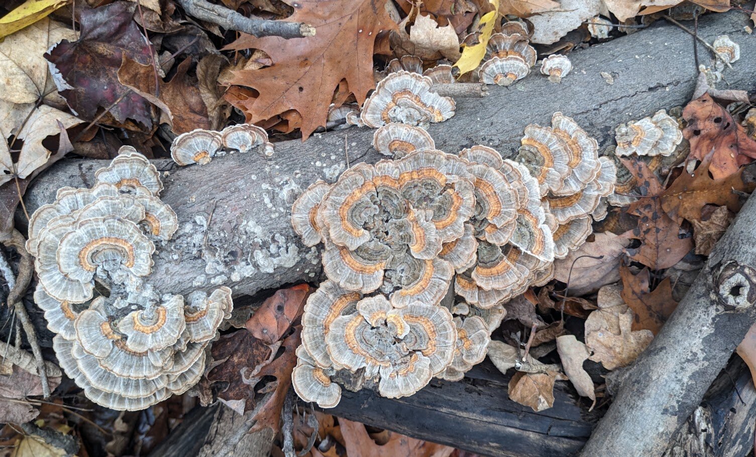 A smooth grey log is covered with varying sizes of frilly fronds and rosettes of turkey tail fungus. The little fan-shaped lobes are mostly cool grey, with a warm orange-brown band at the middle and soft greyish-brown on the outside edges.