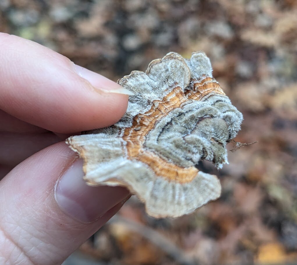 A closeup of a turkey tail lobe displays the fine hairs on the top surface. The orange-brown band appears to be hairless or have shorter hairs.