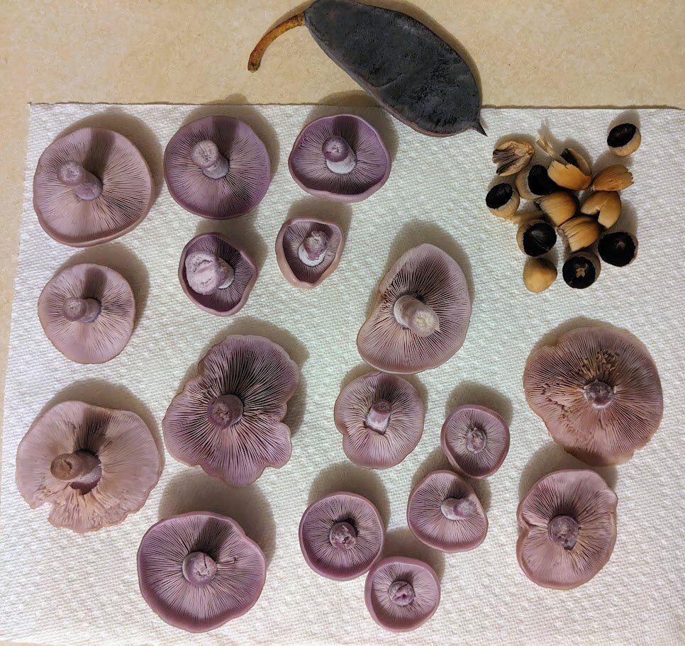 Cleaned forest finds are laid out on some paper towels. There are a large amount of lavender-colored blewit caps of all sizes, a single large dark-brown pod from a Kentucky coffeetree, and a bare handful of trimmed tan mica caps.