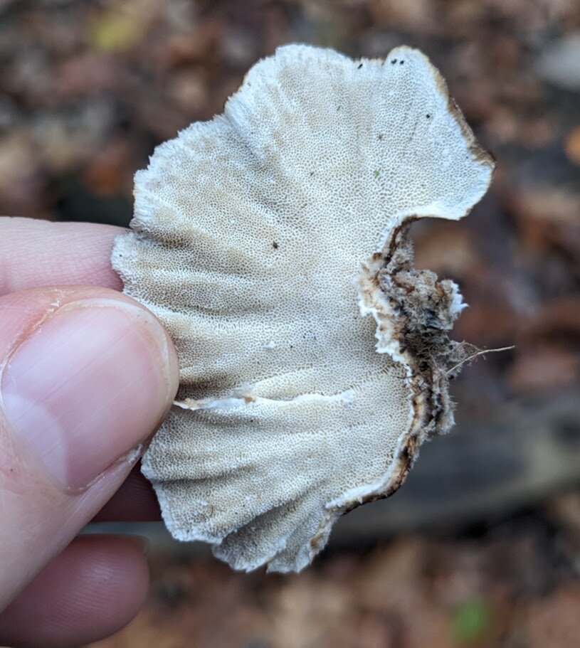 The underside of the turkey tail demonstrates a white surface covered by fine round pores.