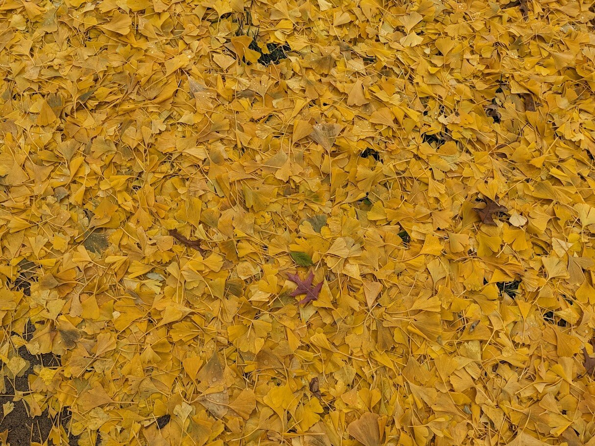 A larger view of the carpet of yellow leaves shows some scattered pops of color from read oak leaves or other tree's leaves in the mix.