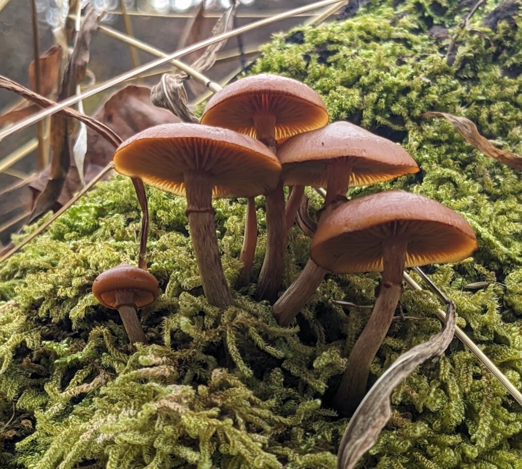 A cluster of mushrooms that look like smooth, rounded brown umbrellas perch on a thick mass of green moss growing from dead wood. This angle shows a little bit of the mushroom's underside, including the ring on the stem.