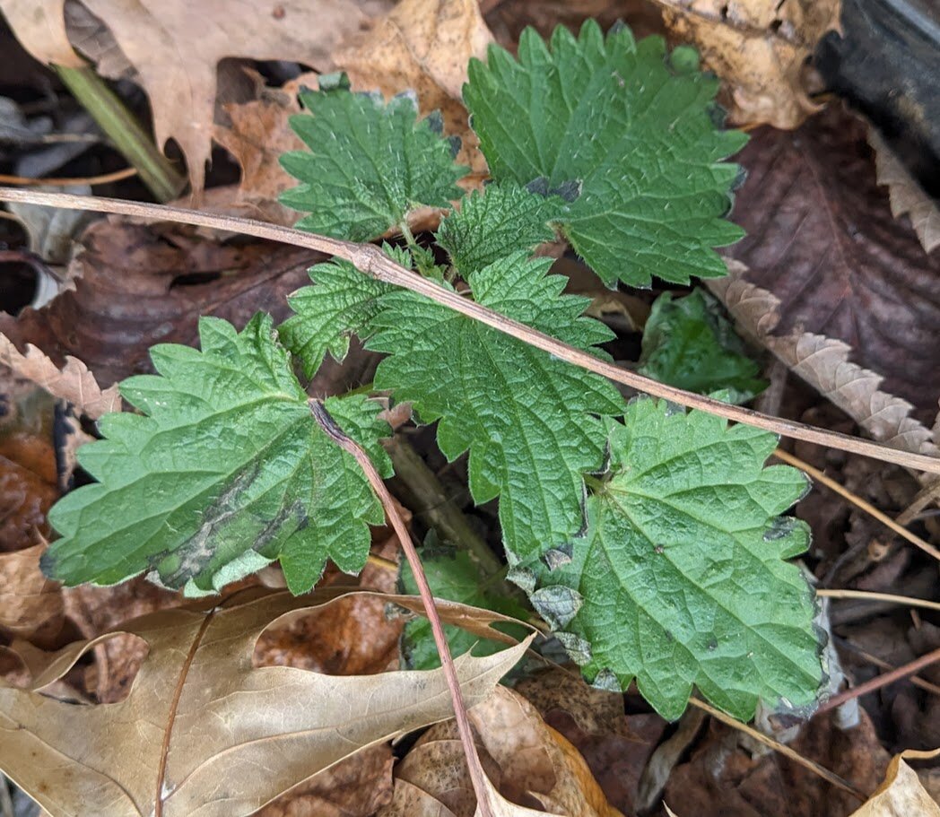 A closeup shows the fine stinging hairs on the leaves and stems. Some of the leaves have a bit of frost damage on the tips, but not too bad.