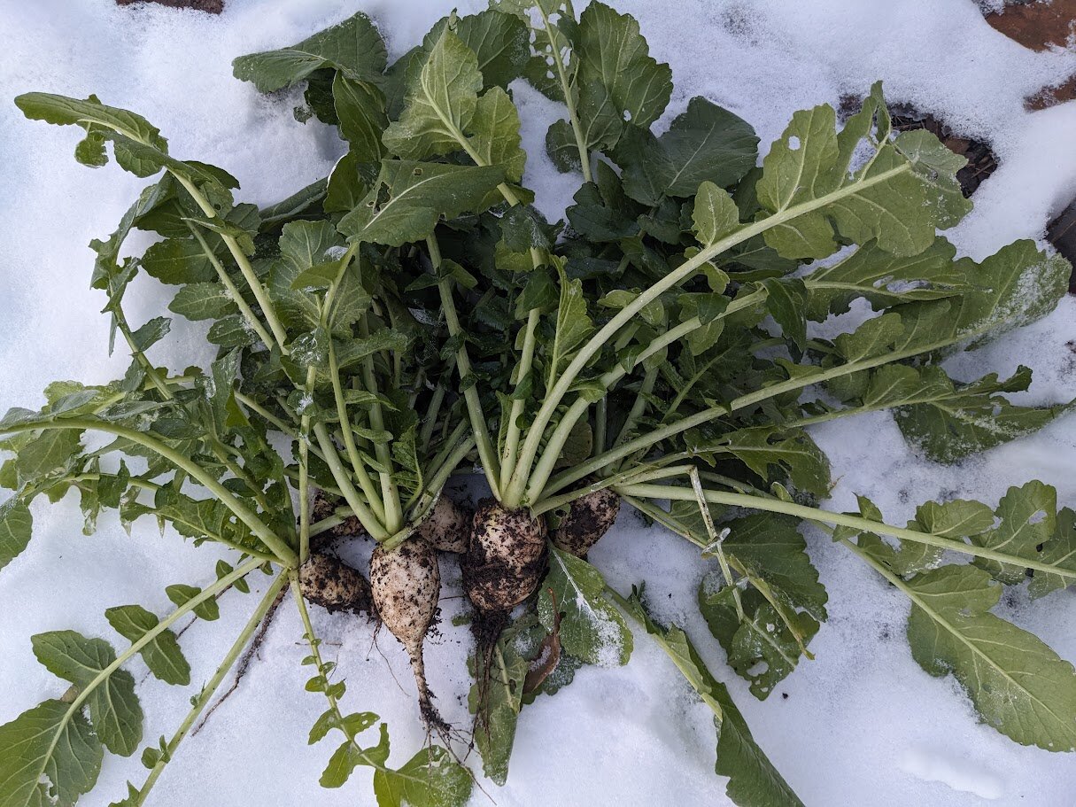A pile of untrimmed daikon and greens in the snow. The leaves don't seem to have noticeable cold damage yet.