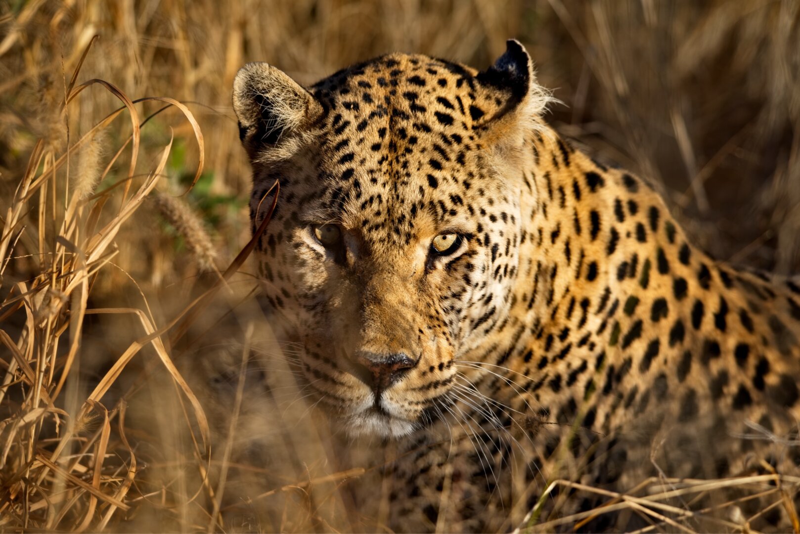Zoom at the african cat hidding in the grass