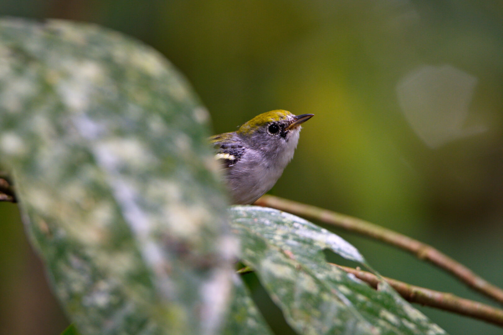 Small, gray and yellow bird on the btanch