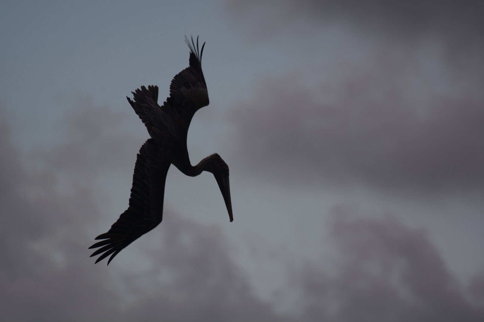 Bird hunting from the sky