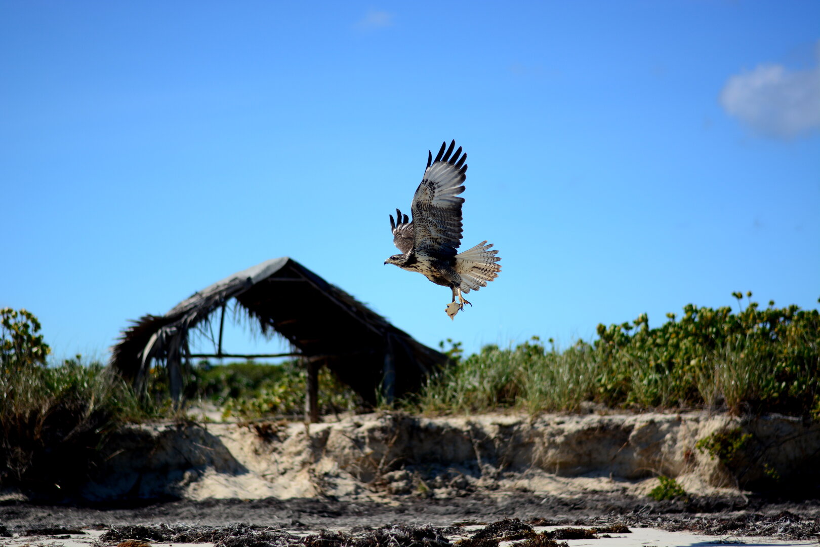 Eagle that flies with a fish in his claws