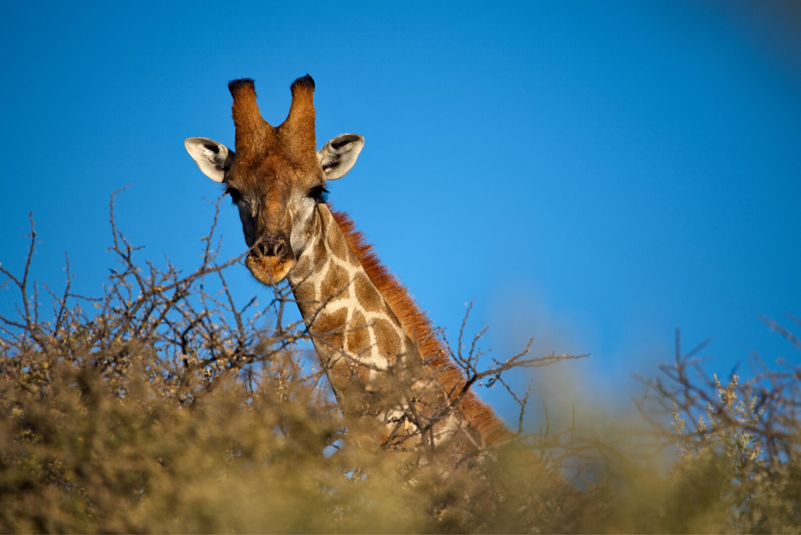 Zoom at girraffe between the trees