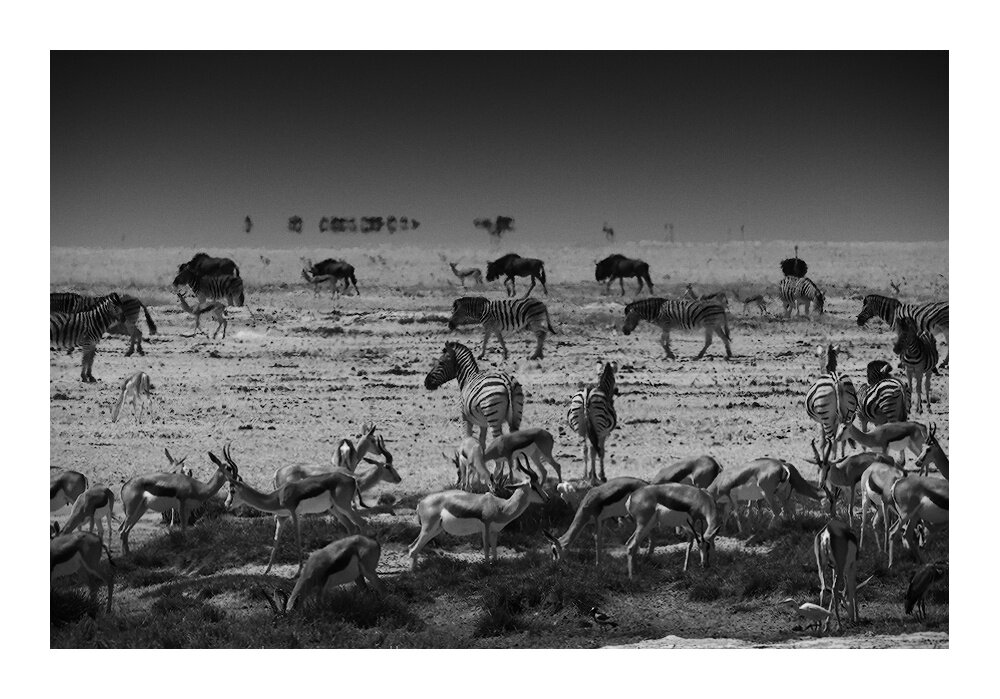 Black and white image depicting midday at Onkondeka Waterhole, situated on the western edge of the Etosha pan. A variety of animals are gatherred at the waterhole to drink water.