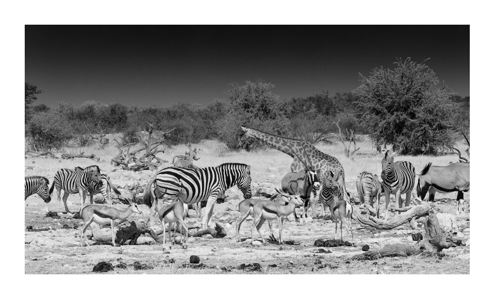 A monochrome photo of a variety of animals found in Etosha National Park congregated around a waterhole.