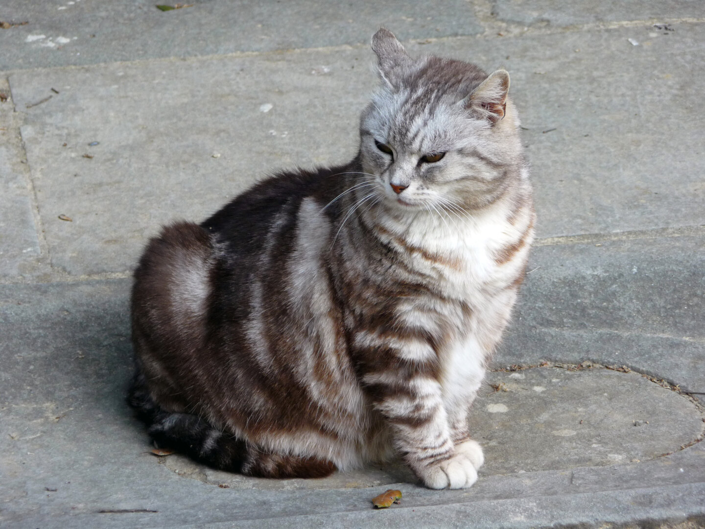 Photo of a cat with brown and white fur sitting on the ground.