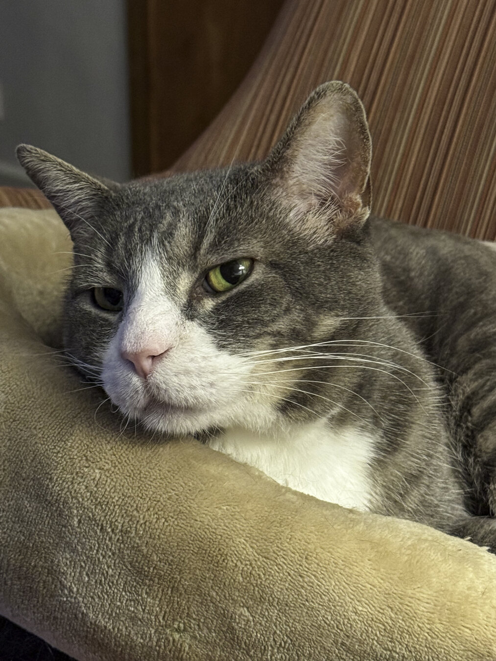 Close-up of the face of a gray/brown and white tabby with a pink nose.