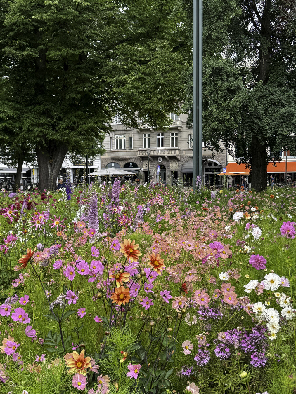 Dense mix of colorful flowers in a public garden with historic buildings in the background.