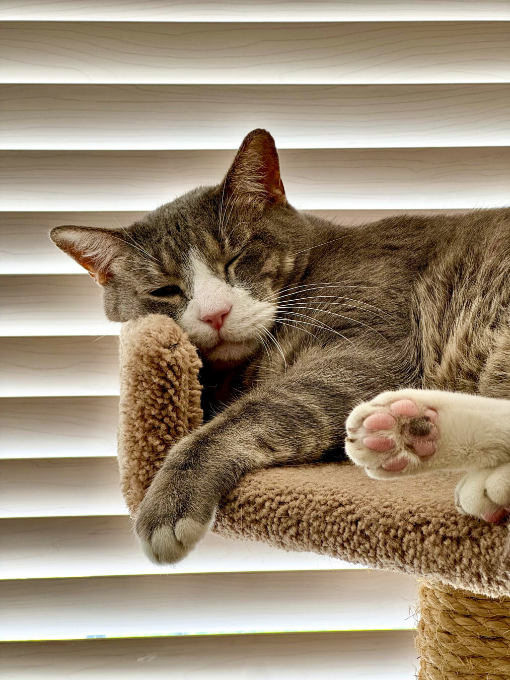 Brown/gray tabby with one eye closed sleeping in a cat tower with horizontal blinds behind him.