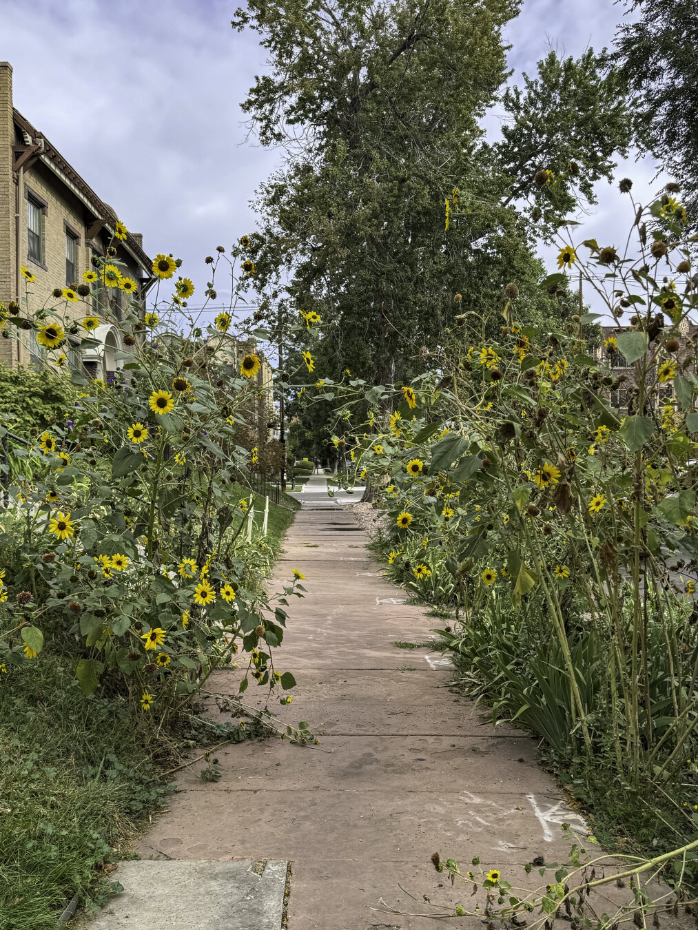 Tall sunflowers with dozens of blossoms line both sides of a sidewalk in an urban neighborhood.