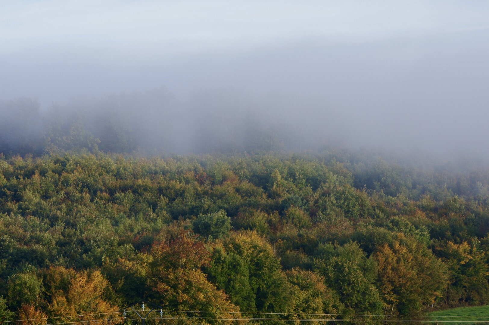 Forêt couleurs automnale. Brume cachant partie supérieure seulement.