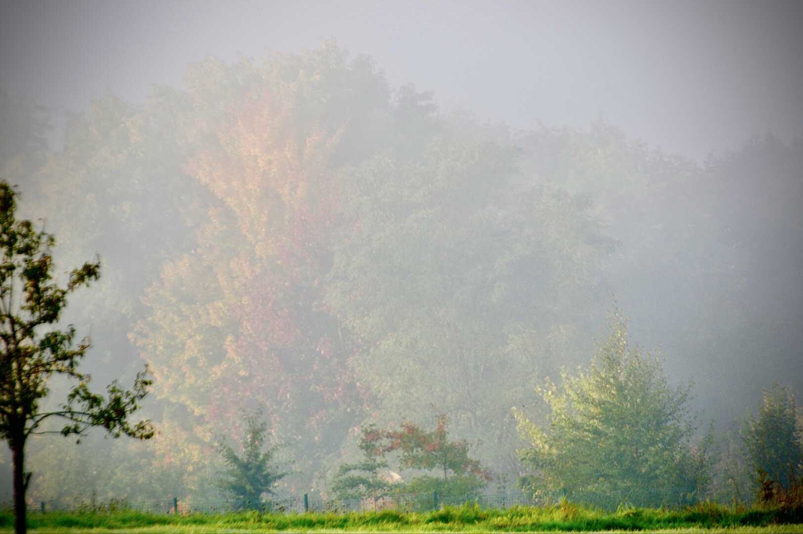 Forêt couleurs d’automne derrière brume matinale