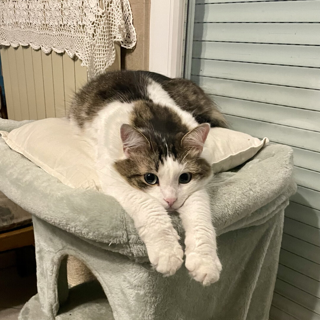 Chat blanc et tigré en pleine flemme