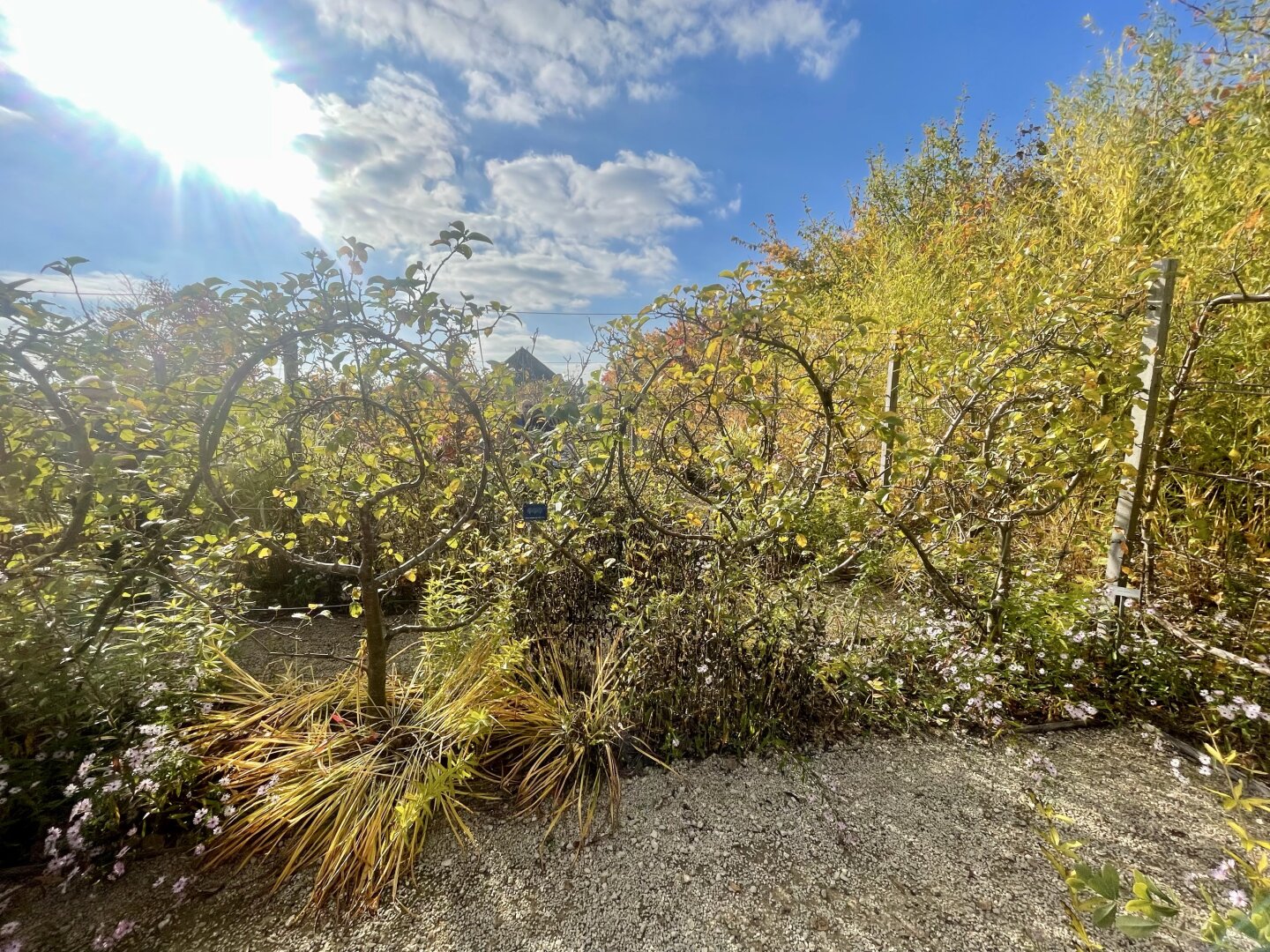 Pommier aux branches tourbillonnantes
