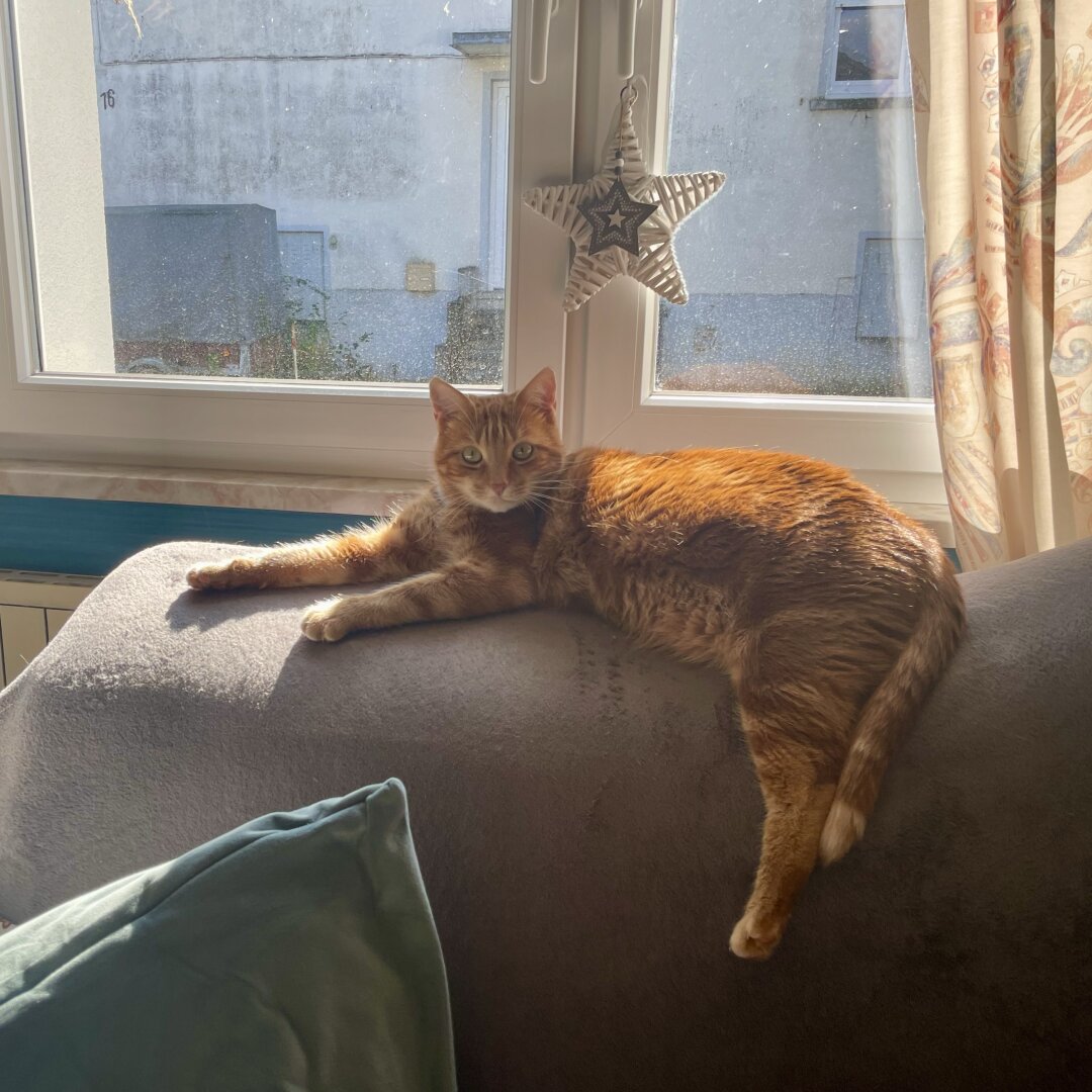 Chat rouquin qui pose en star allongée sur le haut du canapé